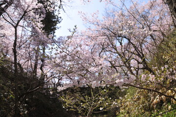 高遠城址公園・桜