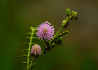 Mimosa Flower