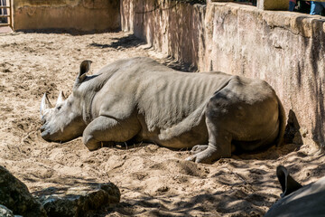 Rhinocéros blanc photographié dans un parc animalier