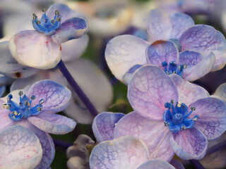 ウズアジサイ　クローズアップ