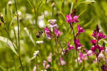 Hummel im Anflug