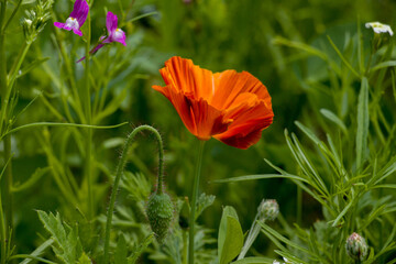 Mohn