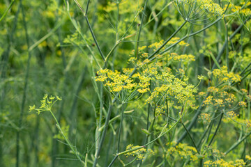 ウイキョウ（茴香、学名: Foeniculum vulgare、英語名：フェンネル）：西洋ではハーブとして使用、東洋では漢方原料として使用される