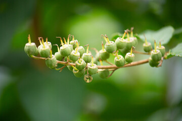 ウツギ（空木、学名：Deutzia crenata）のつぼみ、6月ごろに撮影、日本