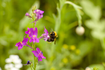 Hummel in Wildblumenwiese