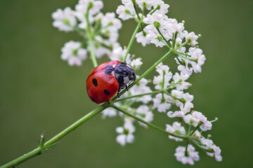 Fototapeta premium Coccinella