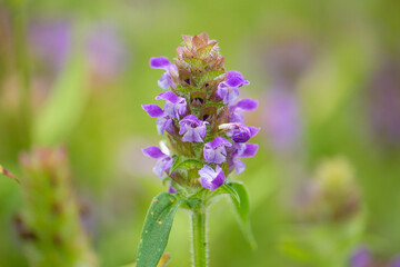 ウツボグサ（空穂草、靫草、学名：Prunella vulgaris L. subsp. asiatica (Nakai) H.Hara：生薬の夏枯草（カゴソウ）の原料