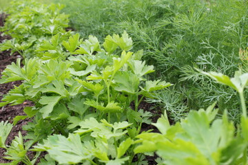 beautiful green dill and parsley grows in the beds