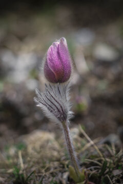 Pulsatilla