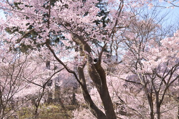 高遠城址公園・桜