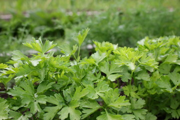 Fototapeta na wymiar beautiful green dill and parsley grows in the beds
