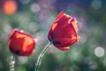 Fototapeta premium Papaveri