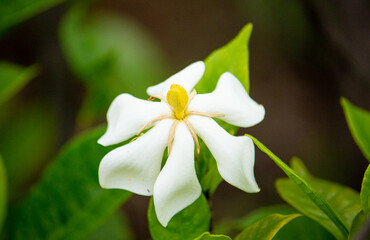 Fototapeta na wymiar クチナシ（梔子、巵子、支子、学名: Gardenia jasminoides）の花（日本：6月に咲く）