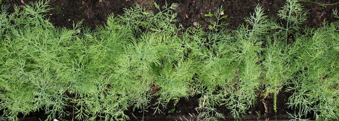 beautiful green dill and parsley grows in the beds