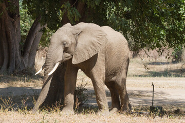 Elephant walking in the Nyamepi campsite in Mana Pools National Park Zimbabwe