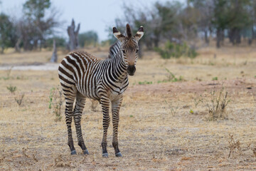 Fototapeta na wymiar Cute baby zebra foal standing alone in a field eating grass in Mana Pools National Park Zimbabwe