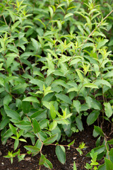 シナオケラ（ソウジュツに使用）.