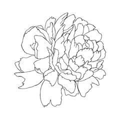 Vector illustration of a peony flower. A lush rose is drawn by hands in black ink on a white background. Isolated botanical element. Design for logo, card, bag, clothes, print, template, shop.