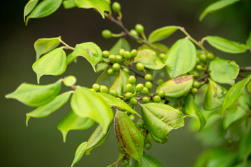 テンダイウヤク、　Lindera strychnifolia　（クスノキ科　クロモジ属）の蕾、漢方原料