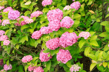 ピンクの紫陽花