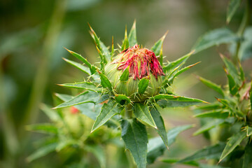 ベニバナ（紅花、学名：Carthamus tinctorius）の蕾、日本、6月撮影