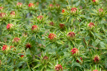 ベニバナ（紅花、学名：Carthamus tinctorius）の蕾、日本、6月撮影