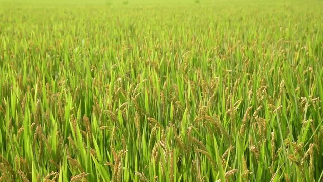 Rice ears swaying in wind, paddy field, rural farming, static shot, agriculture