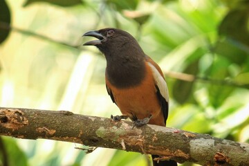 Rufous treepie, a bird on a tree branch
