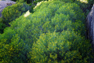 Hillside green bush side of hill Horseshoe Bay, Bowen.