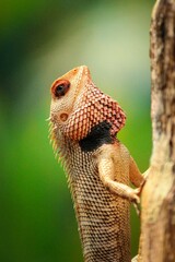 close up of an oriental garden lizard.