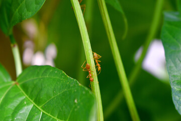 Red ants climb on green branch of plant with nature blurred background