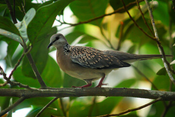 A bird sitting on a branch