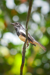 An oriental magpie-robin sitting on a wire.