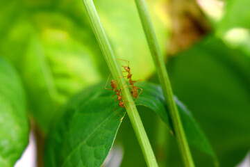 Red ants climb on green branch of plant with nature blurred background