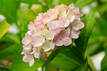 ピンクの紫陽花