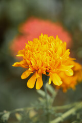 yellow flower in the garden
