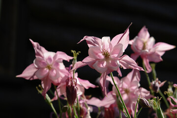 A close up of pink Aquilegia flowers (European or common columbine, granny's nightcap, granny's bonnet) in the garden on a sunny day, selective focus, dark background