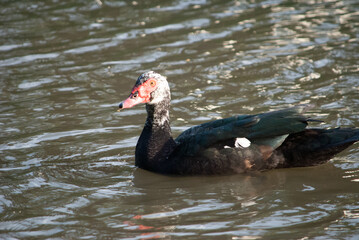 Fototapeta premium A duck in a creek
