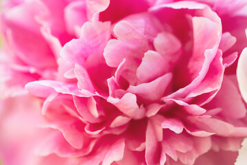 Flower background. Delicate petals of pink peony, close-up and with a small depth of field.