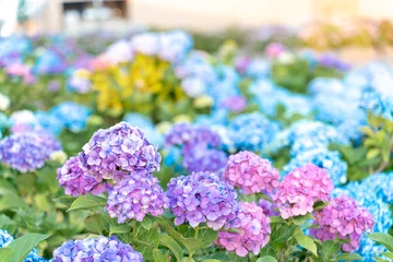 Rolgordijnen 紫陽花,hydrangea © 翔 馬渕