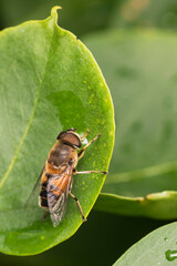 Syrphid Fly (Eristalis) on a green leaf. Close-up.