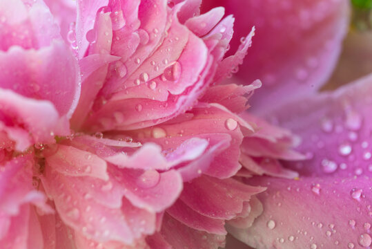 Delicate petals of pink peony with water droplets after rain, close-up and with a small depth of field.