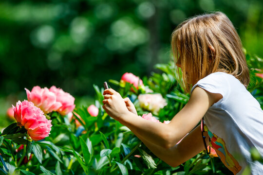 child photographs pink peonies in a park on a smartphone