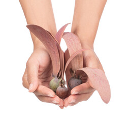 hand holding Dipterocarpus alatus Roxb Seeds  isolated on white background