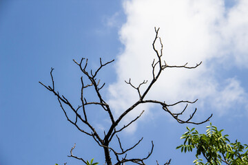 Obraz premium Tree branches against a blue sky background. Bare tree branches and with green leaves