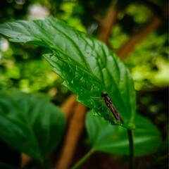 fly on leaf