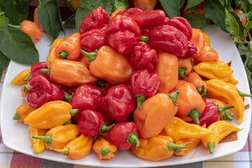 peperoncini piccanti di vari colori
