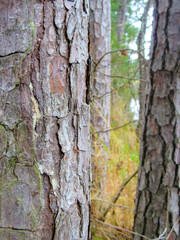 Close up of the bark on a tree in a local park