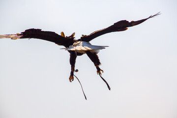 Adler im Flug (von hinten)