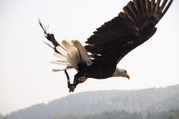 Adler im Flug